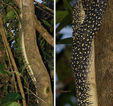 Image of Common Water Monitor