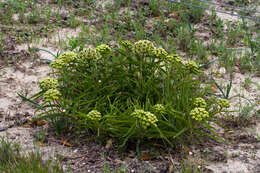 Image de Asclepias asperula subsp. capricornu (Woods.) Woods.