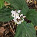 Image of Begonia insularum Irmsch.