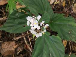 Image of Begonia insularum Irmsch.