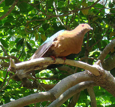 Image of Purple-tailed Imperial Pigeon