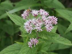 Plancia ëd Eupatorium glehnii F. Schmidt ex Trautv.