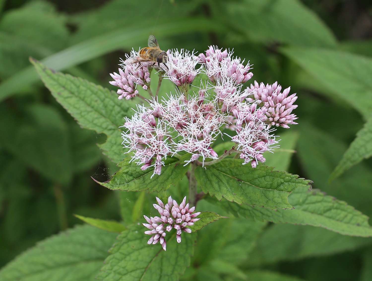 Eupatorium glehnii F. Schmidt ex Trautv.的圖片