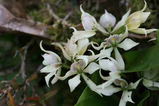 Image of Prosthechea aemula (Lindl.) W. E. Higgins