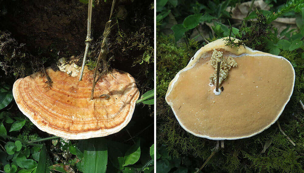 Слика од Rigidoporus microporus (Sw.) Overeem 1924