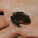 Image of Cebolleta Robber Frog