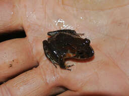 Image of Cebolleta Robber Frog