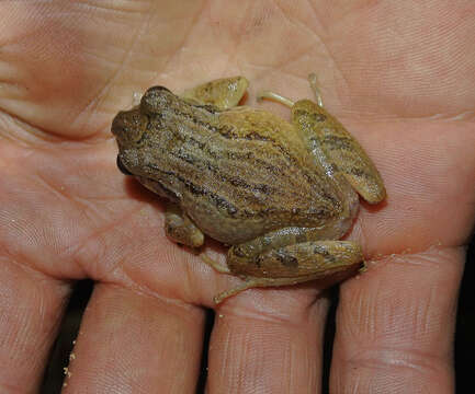 Image of Santa Marta Robber Frog