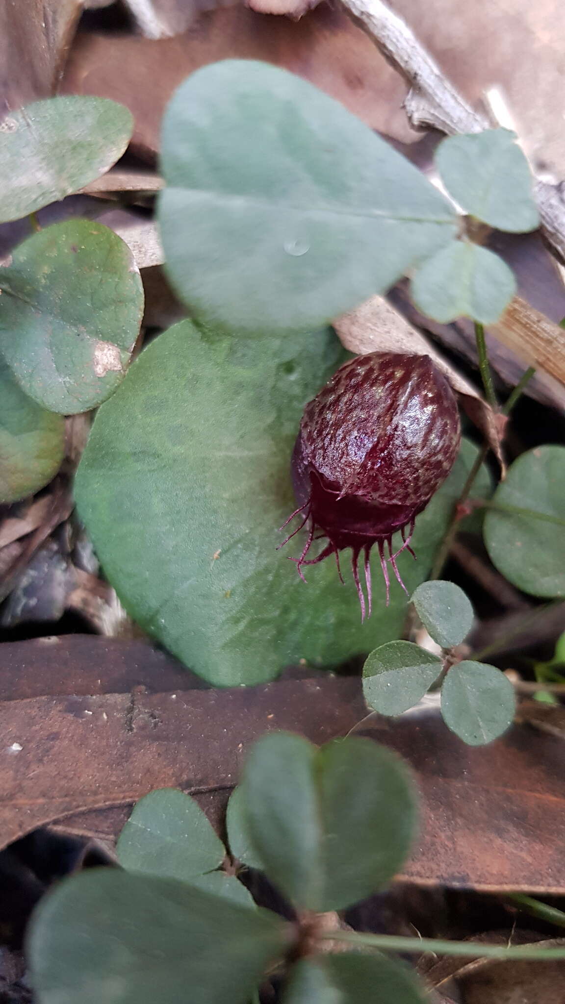 Image of Fringed helmet orchid