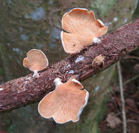 Image of Pleurotus djamor (Rumph. ex Fr.) Boedijn 1959