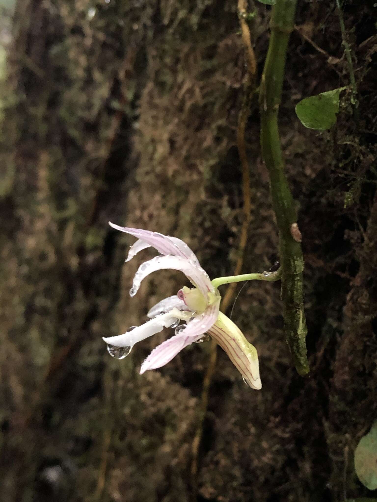 Image of Chameleon Dendrobium