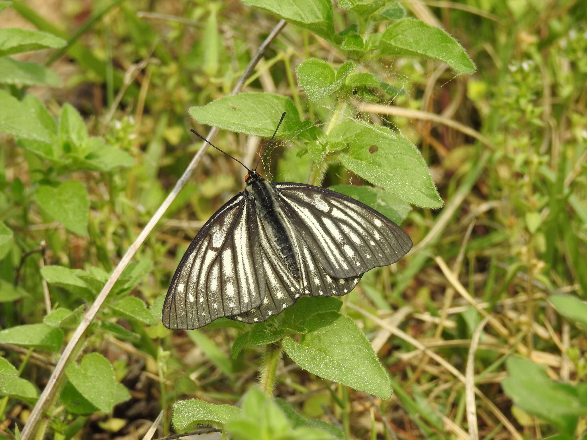 Plancia ëd Hestina persimilis Westwood (1850)