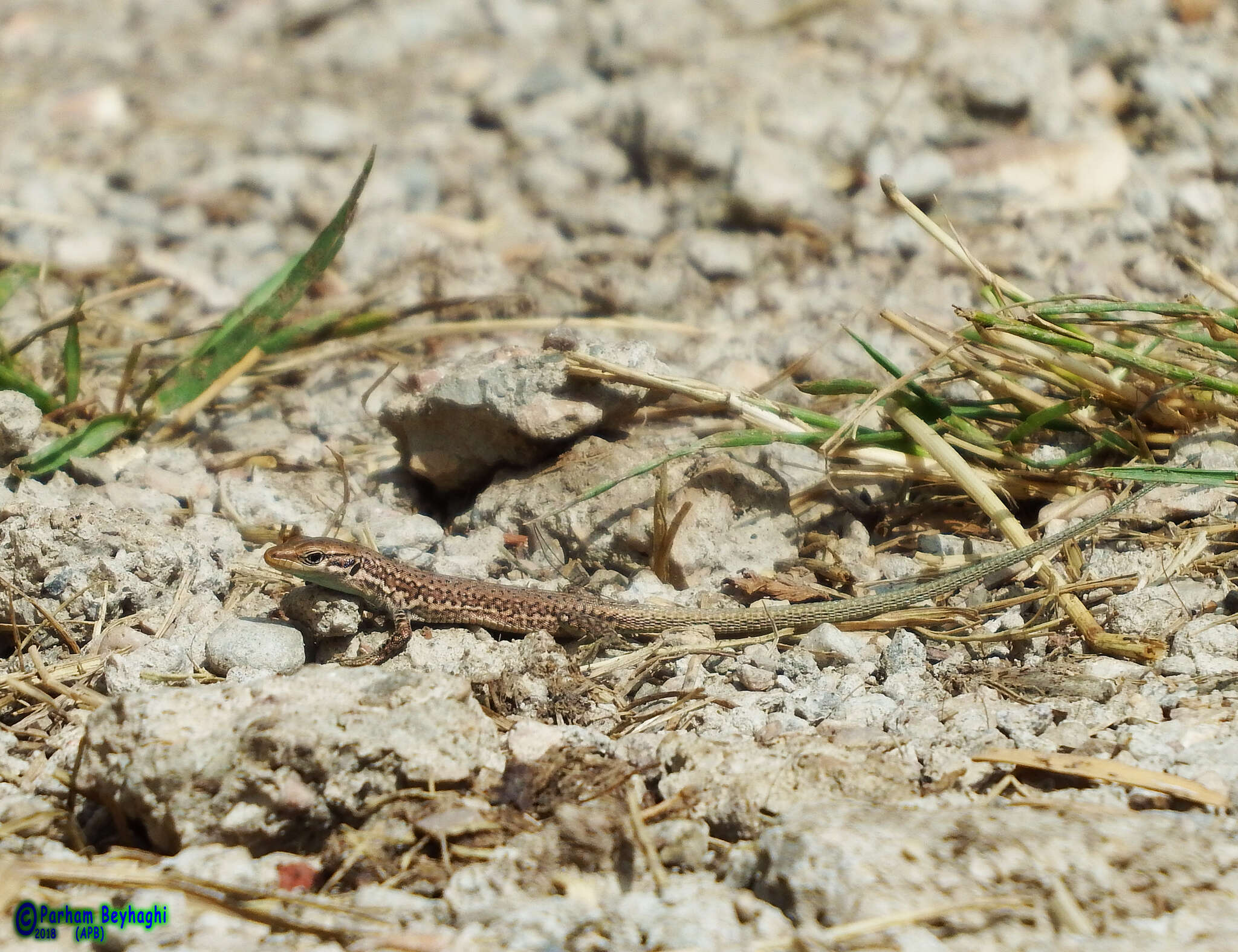 Image of Darevskia schaekeli Ahmadzadeh, Flecks, Carretero, Mozaffari, Böhme, Harris, Freitas & Rödder 2013