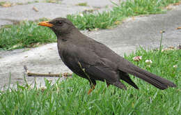 Image of Great Thrush