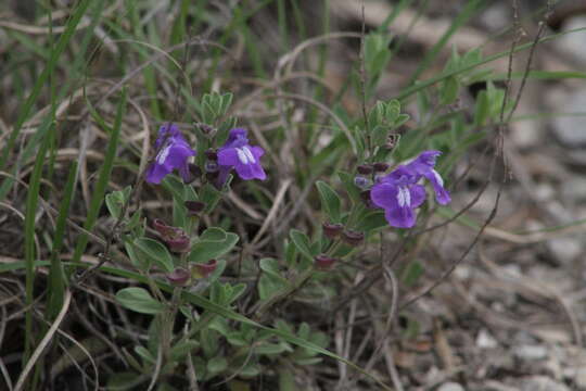 Image de Scutellaria wrightii A. Gray