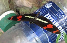 Image of Heliconius telesiphe Doubleday (1847)