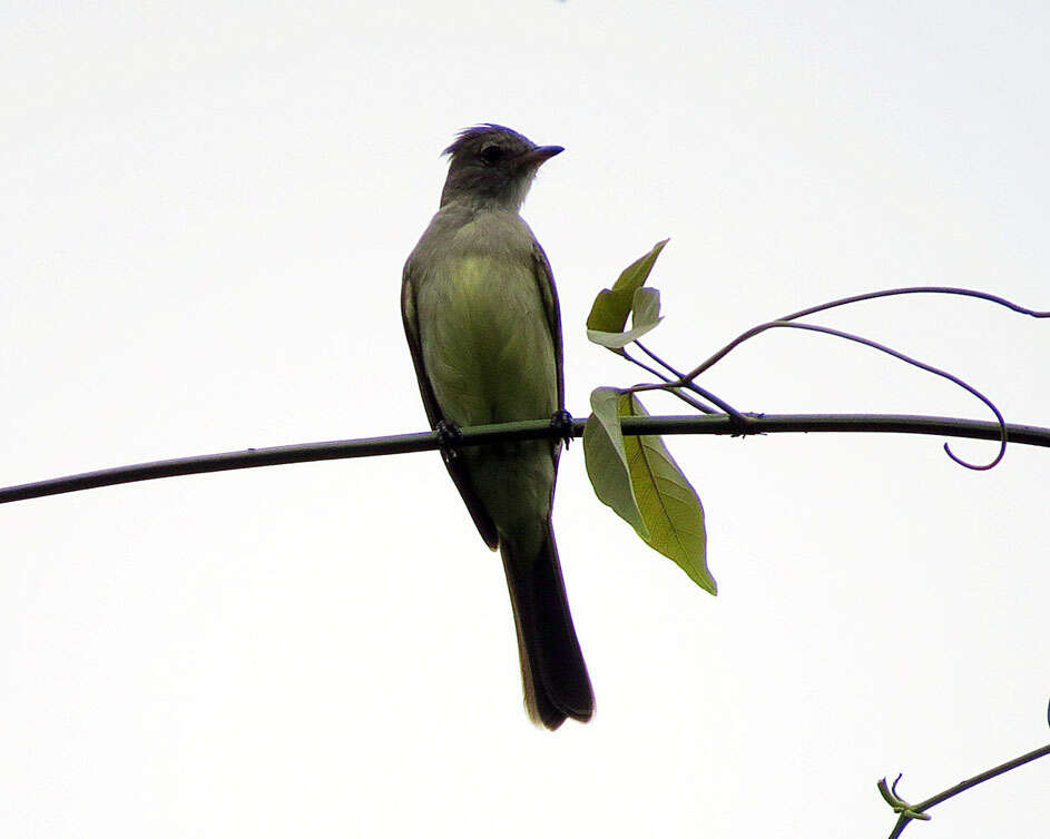 Elaenia flavogaster (Thunberg 1822) resmi