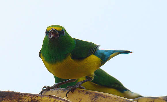 Image of Blue-naped Chlorophonia