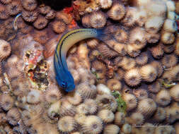 Image of Red Sea Mimic Blenny