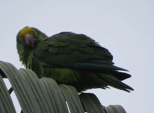 Image of Tui Parakeet