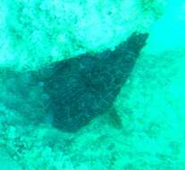 Image of Giant Hawkfish