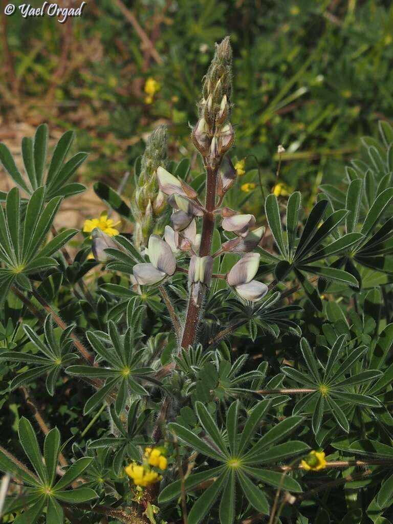 Image of Lupinus palaestinus Boiss.