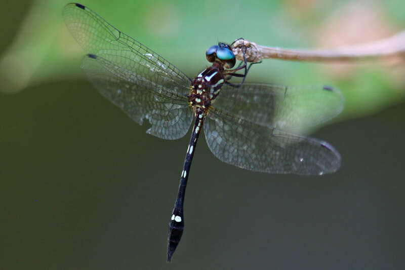 Image of Jade-striped Sylph