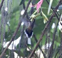 Image of Scale-throated Hermit