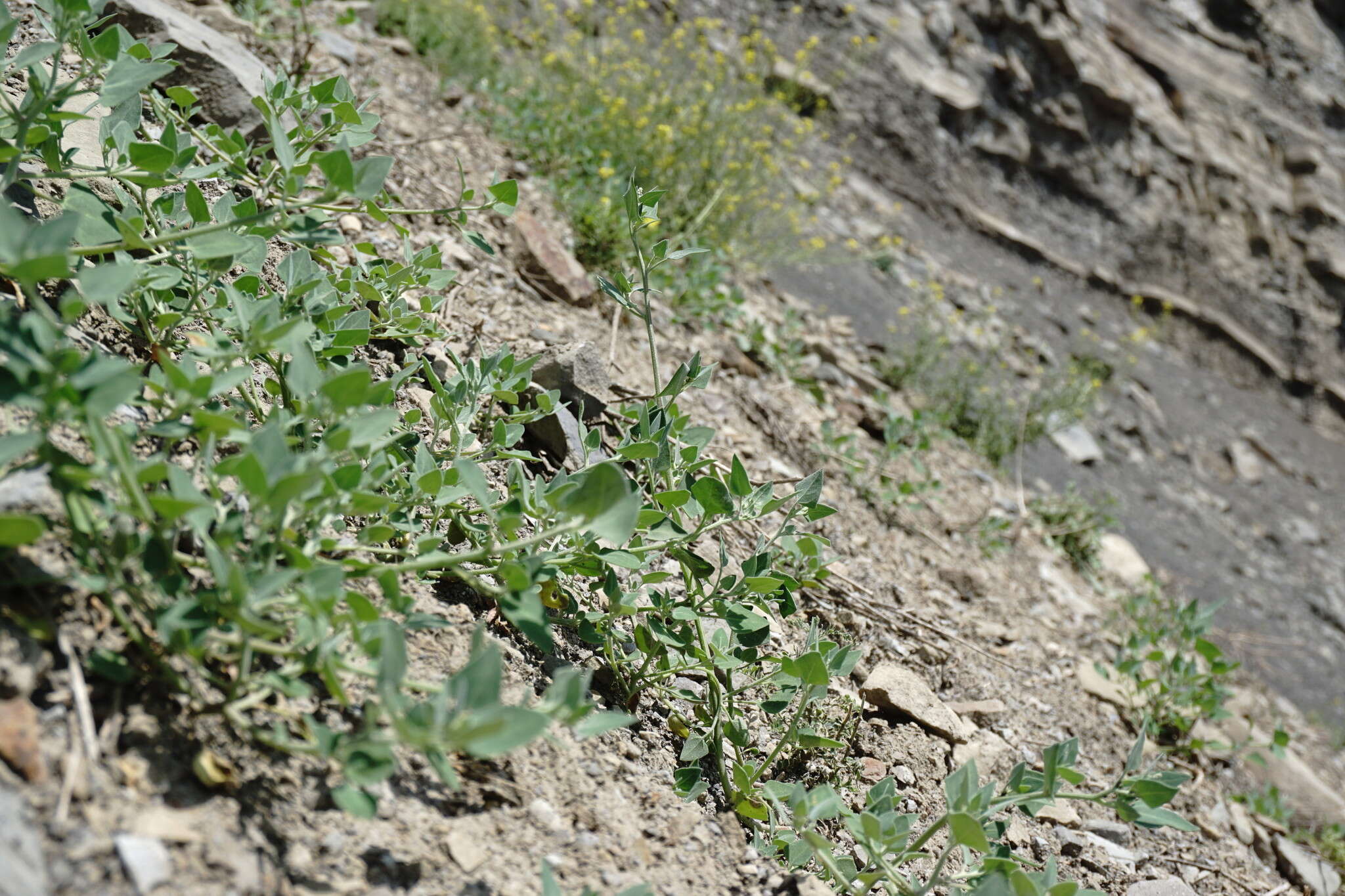 Image of Chenopodium sosnowskyi Kapeller