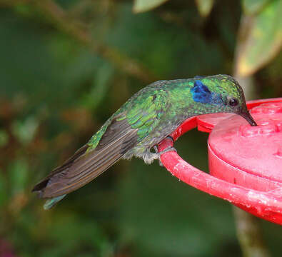 Image of Lesser Violetear