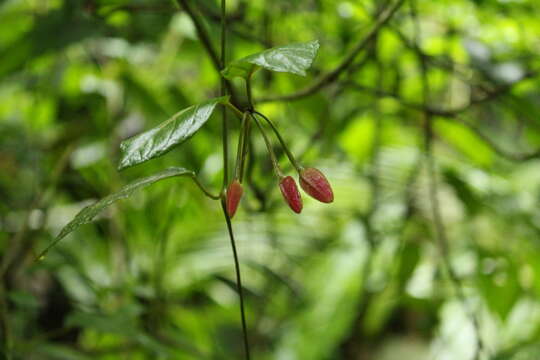 Image of Mendoncia velloziana (C. Martius) Nees