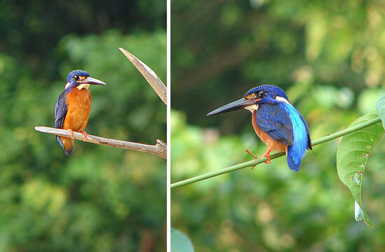 Alcedo meninting Horsfield 1821 resmi