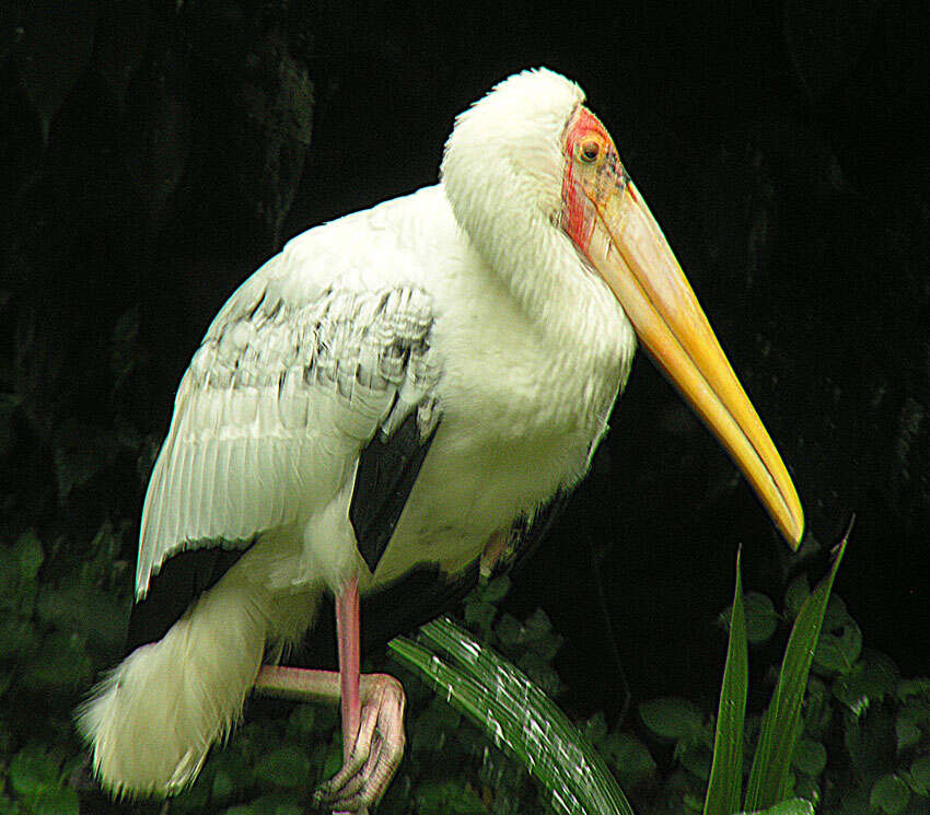 Image of Milky Stork