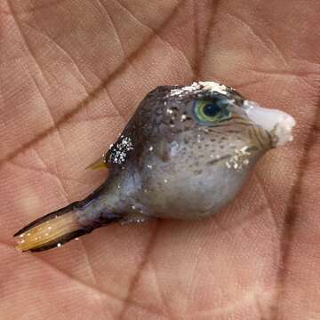 Image of Caribbean Sharpnose-puffer