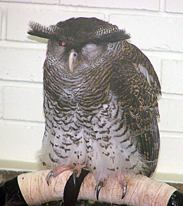 Image of Barred Eagle-Owl