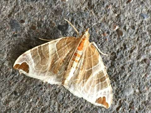 Image of Eulithis ledereri Bremer 1864