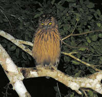 Image of Buffy Fish Owl