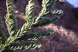 Image of California Red Fir