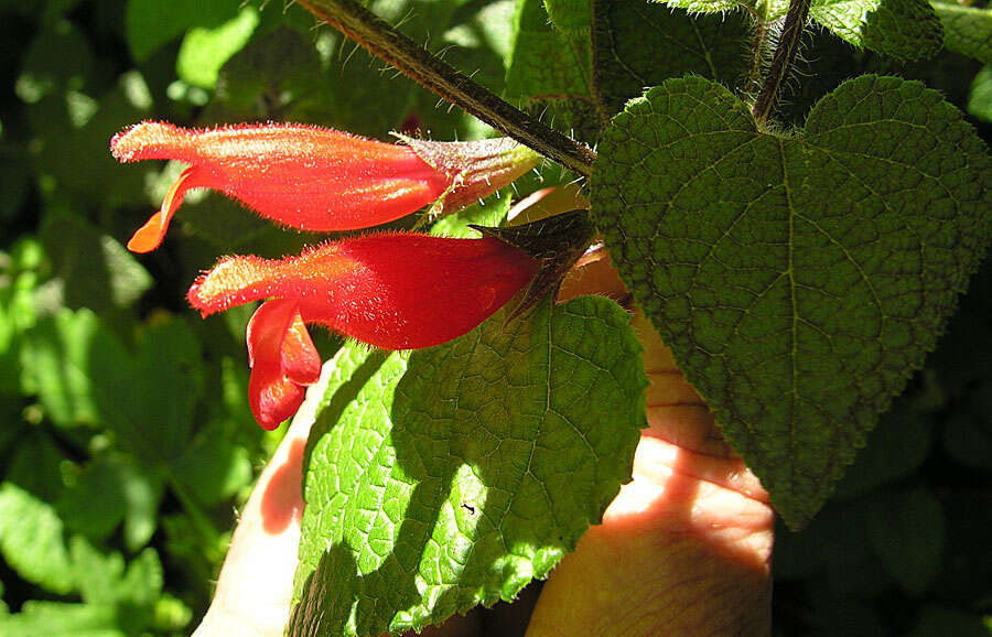 Imagem de Salvia disjuncta Fernald