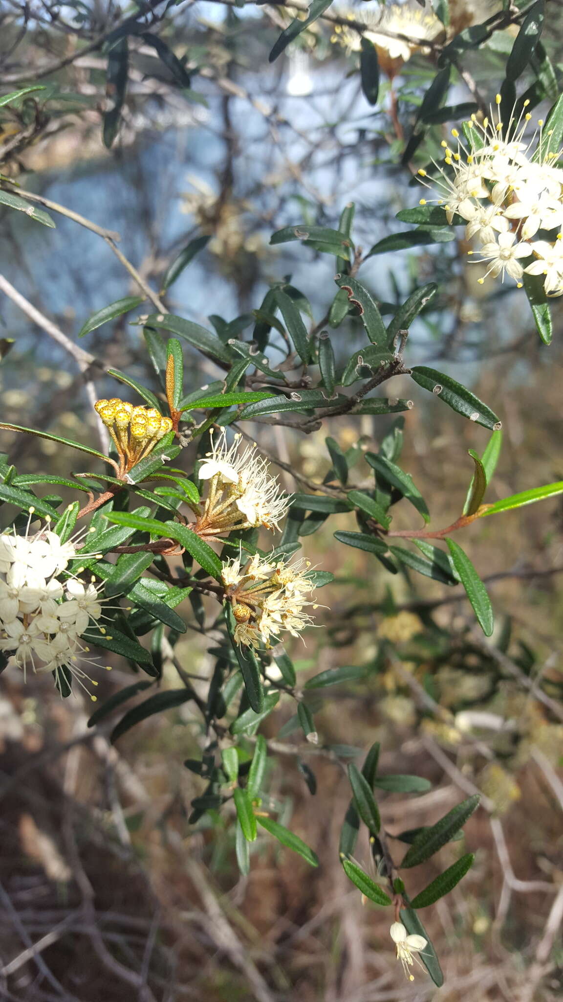 Image of Phebalium squamulosum Vent.