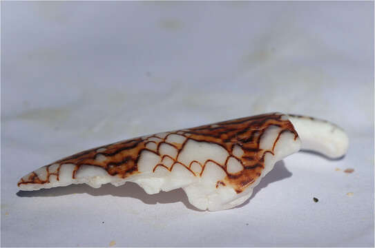 Image of Killer textile cone snail