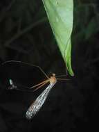 Image of Bittacus panamensis Byers 1958