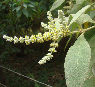 Image of Buddleja americana L.