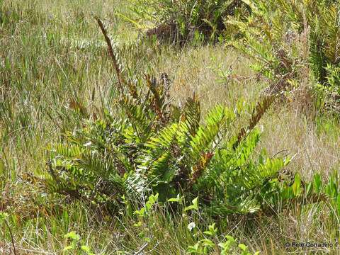 Image of giant leather fern