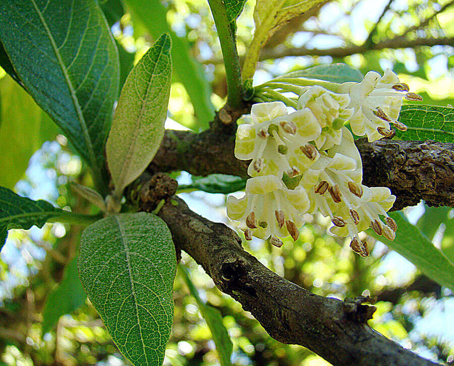 Sivun Acnistus arborescens (L.) Schltdl. kuva