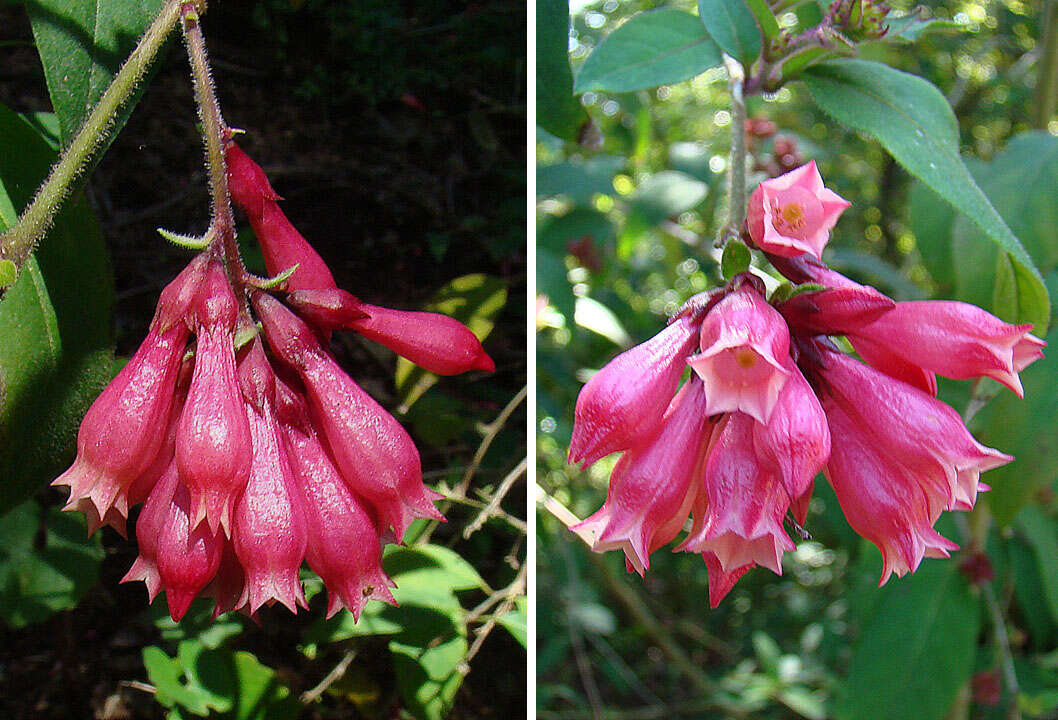 Image of purple cestrum