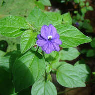 Image of Jamaican forget-me-not