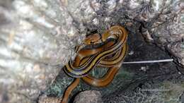 Image of Copper-headed Trinket Snake