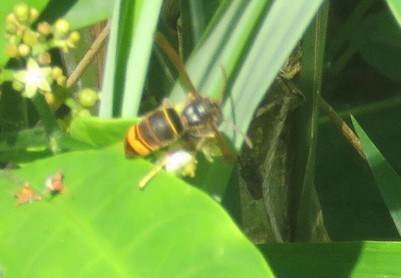 Image of Asian hornet