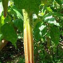 Image de Brugmansia vulcanicola (A. S. Barclay) R. E. Schult.